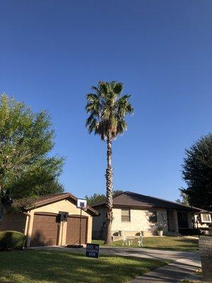 Now at this job site we trimmed up palm trees and topped 3 ash trees and also tree in back yard had a Lim broke off was on the roof!!! Pic1