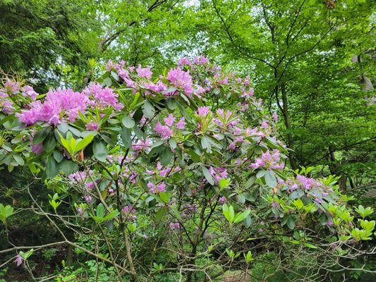 Beautiful spring blooms