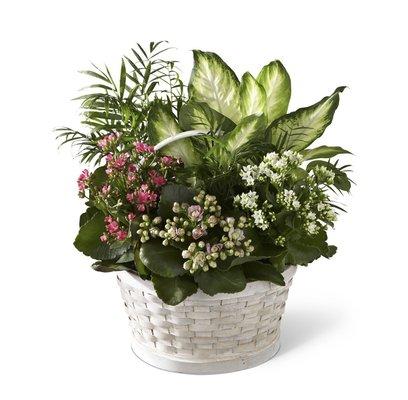 What I ordered: The FTD® Rural Beauty™ Dishgarden (Item Total: $109.13)