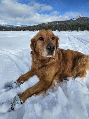 Gunner W enjoying the Hope Valley Sno-Park