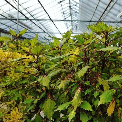 Greenhouse coleus