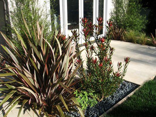 Lush drought tolerant garden in a modern Palisades setting.