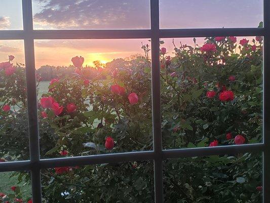 Sunrise with roses as seen through the window