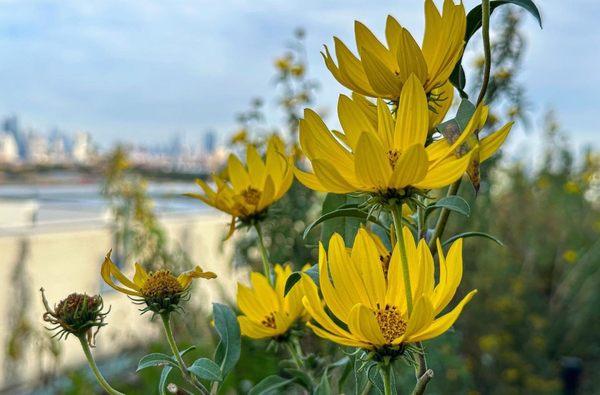 Brooklyn Grange Farm & Farmstand