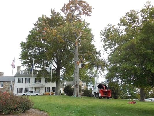 Pruning and dead tree removal