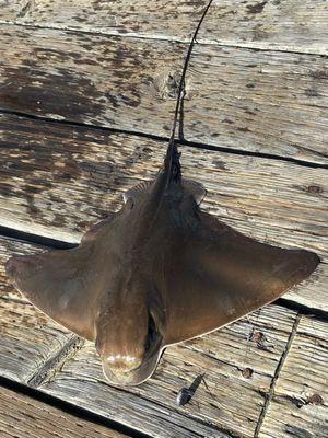 Baby ray Middle shoreline harbor