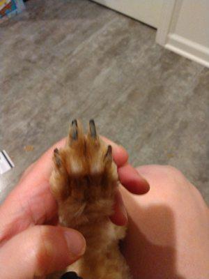 I cut the fur off to see length of nail