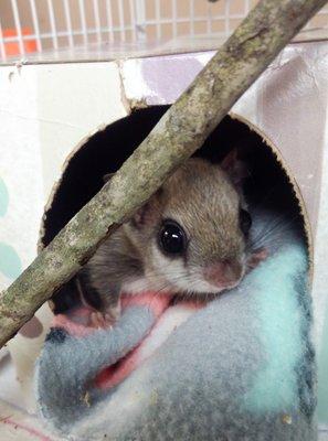 Juvenile flying squirrel