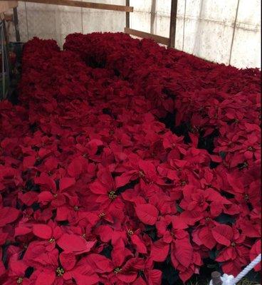 Florist Quality Poinsettias