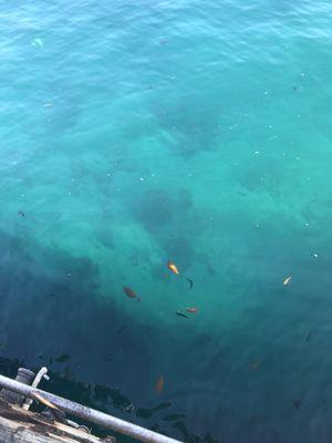 catalina island fish