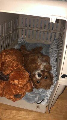 Puts himself to bed in his kennel with his snuggle buddy