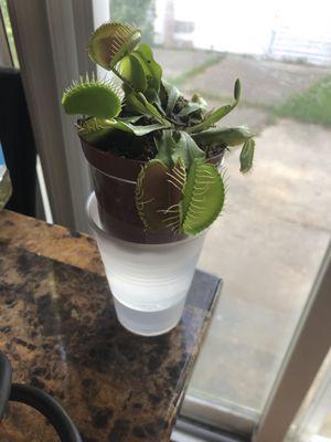 Venus Fly Trap