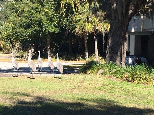 Sandhills Cranes