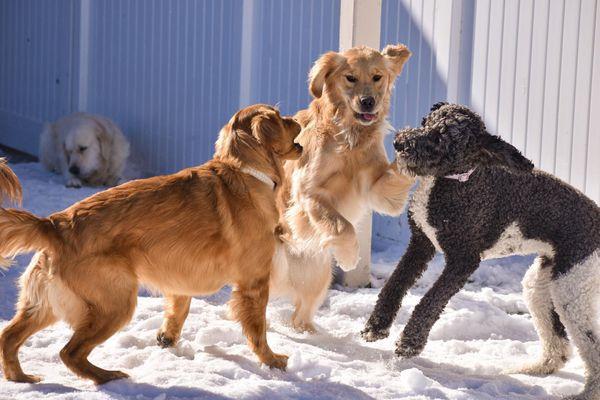 Waunakee Dog Daycare