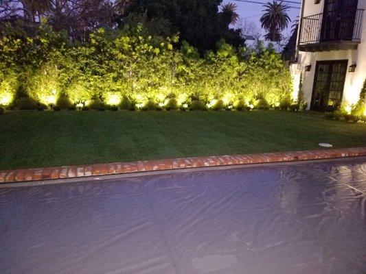 Privacy hedges with custom lighting