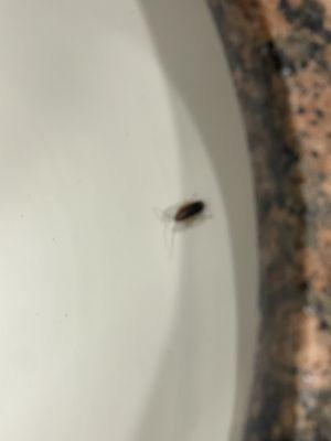 Another bug, in the bathroom.