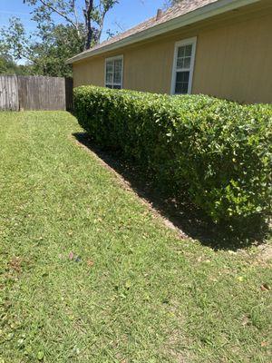 Hedge trimming