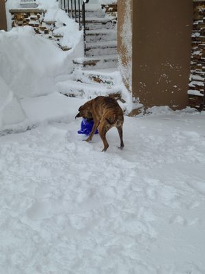 Roxi enjoying playing in the snow