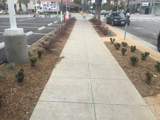 Parkway and sidewalk planter with finished mulch