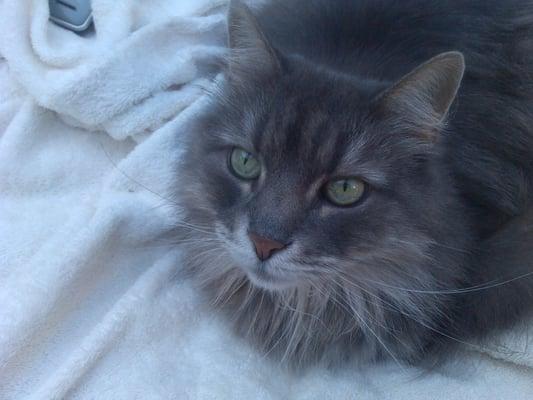 Whisper is my 18 yr old "senior" female...best cat that ever owned me...