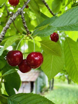 Cherry Trees