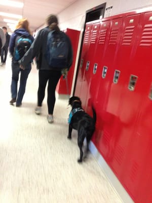 My favorite thing about herndon high school is that you're allowed to bring pets as long as they're mildly domesticated.