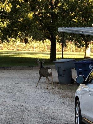 Lots of wildlife tend to meander into town.