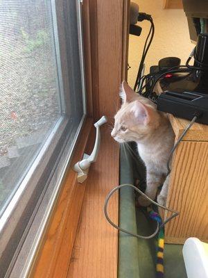 Orange tabby kitten enjoying the view from our cat-friendly exam room.