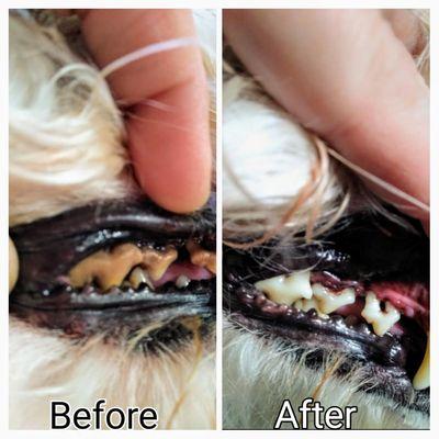 Our xxx tartar removal service! Groomer has over 15 years of vet tech/vet assistant and dental assistant experience. lowest prices around!