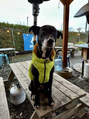 My pup modeling his sweet new puffy coat