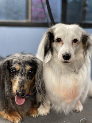 Noelle and Gigi, fresh and fluffed.