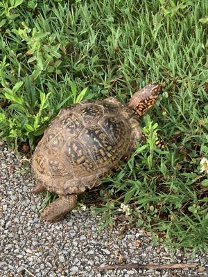 I often see turtles along the trail in the summer months.