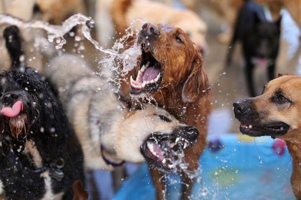 Pool party