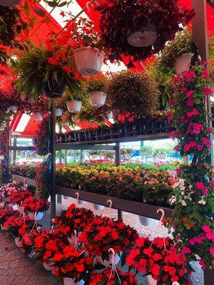 Some of our shade plants, including begonias, impatient wall bags and some more of our hanging baskets