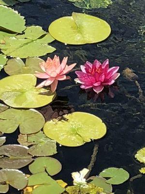 Add beautiful plants to help keep your pond clean.