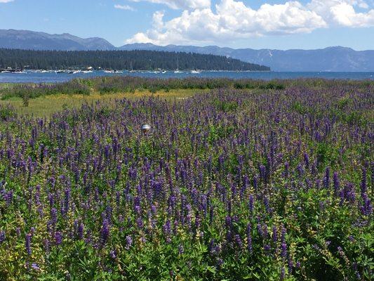 Tahoe in the spring!