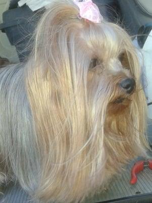 GIGI Gorgeous Silky Terrier in full show coat!