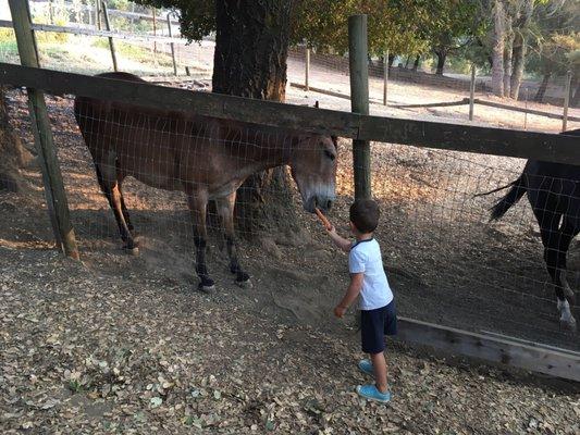 Feeding the animals