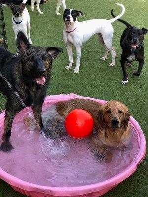 My shepherd playing with other dogs before he got banned.