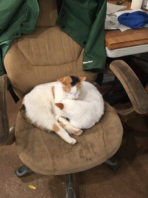 Pristine office and adorable cats