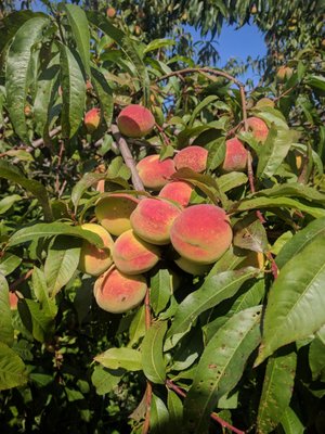 Dwight Miller Orchards