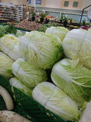 Gigantic Napa Cabbage. Kimchi anyone!!!!!