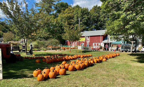 Morgan's Farm and Museum