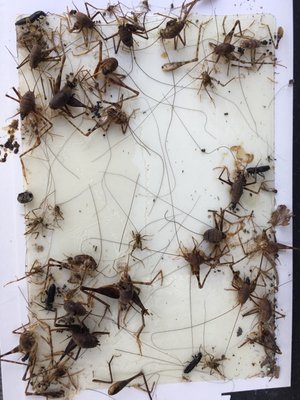 Crickets caught on a glued board