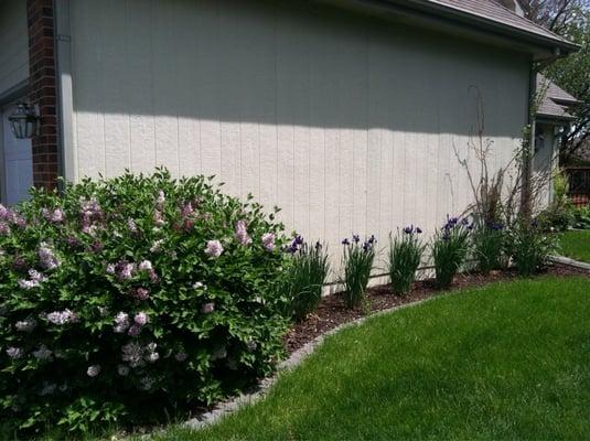 New sod along the the purple lavender lilacs improved the area