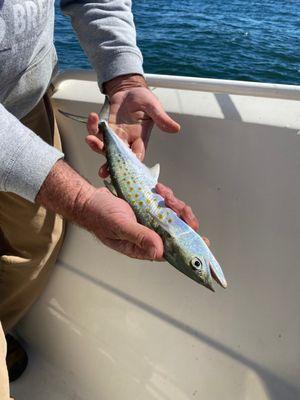 Blue Water Charters