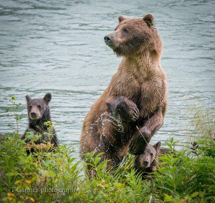 Coastal brown bears are frequent visitors to our local salmon streams