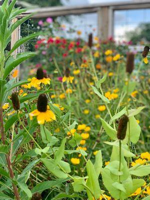 Wildflowers outside.