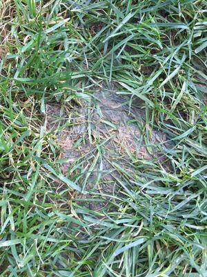 Bald spots -  weeks after sod was put in. He blamed it was getting too much water. He programmed the sprinklers!