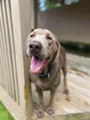 Cahaba Beach Dog Park